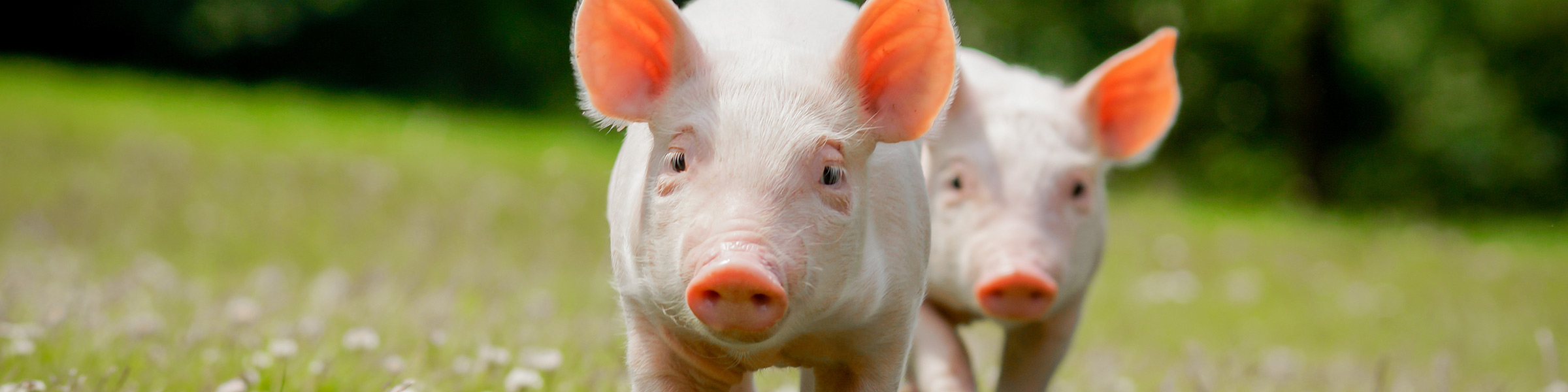 In the Year of the Pig  Heres Facial Recognition for Pigs   Counterpoint Research